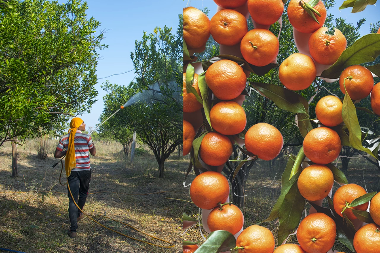 Mandalinada yasaklı tarım zehri saptandı