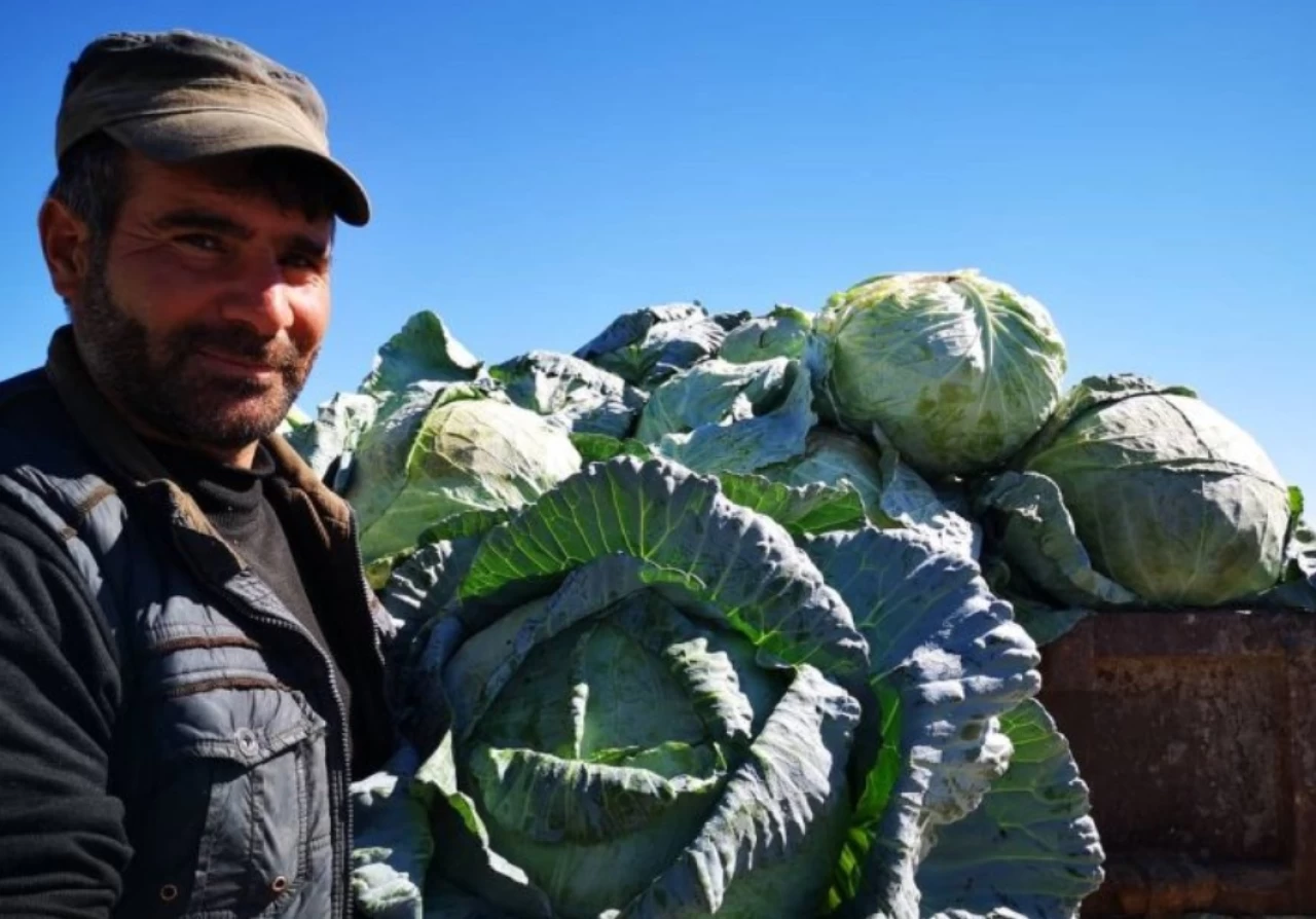 Erciş lahanasına coğrafi tescil