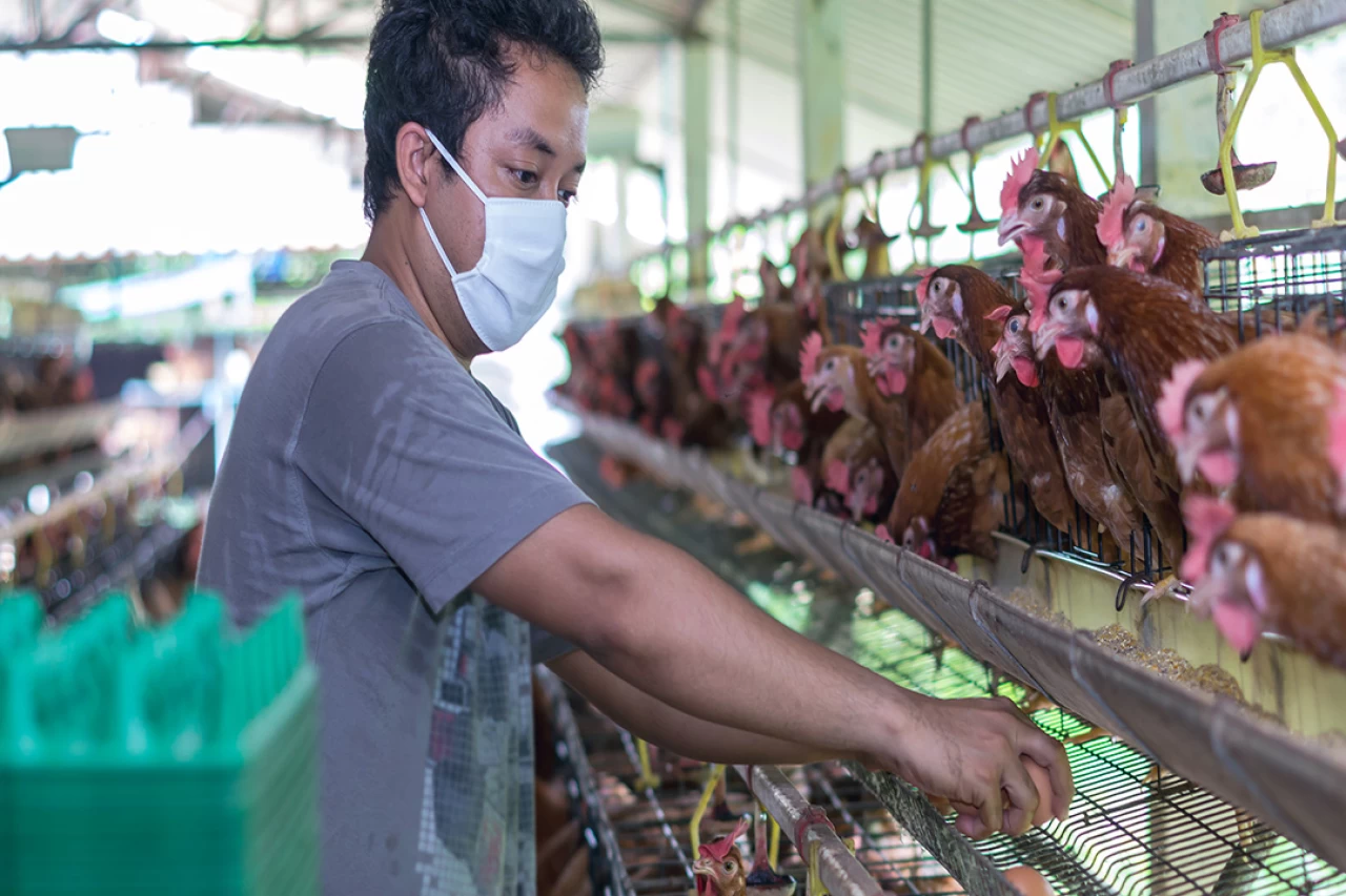 Kuş gribi yine hortladı! Tavuk ve yumurtayı böyle tüketin!