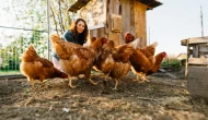 Üzüm posası tavuk yetiştiriciliğinde antibiyotiklerin yerini alabilir mi?