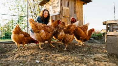 Üzüm posası tavuk yetiştiriciliğinde antibiyotiklerin yerini alabilir mi?