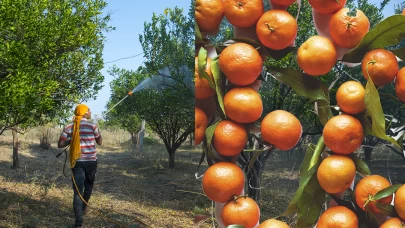 Mandalinada yasaklı tarım zehri saptandı