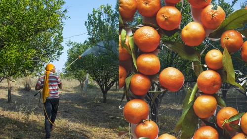 Mandalinada yasaklı tarım zehri saptandı