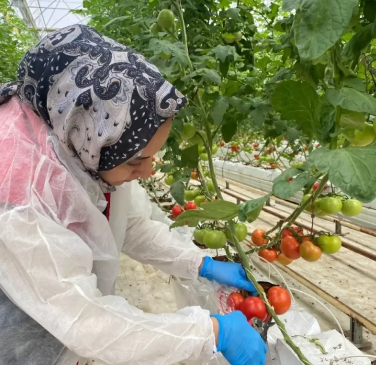 Pesitisit denetim sonuçları ilk kez açıklandı! Meyve sebzelerdeki son durum ne? 3