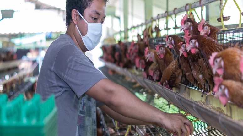 Kuş gribi yine hortladı! Tavuk ve yumurta yerken nasıl önlem alınmalı?